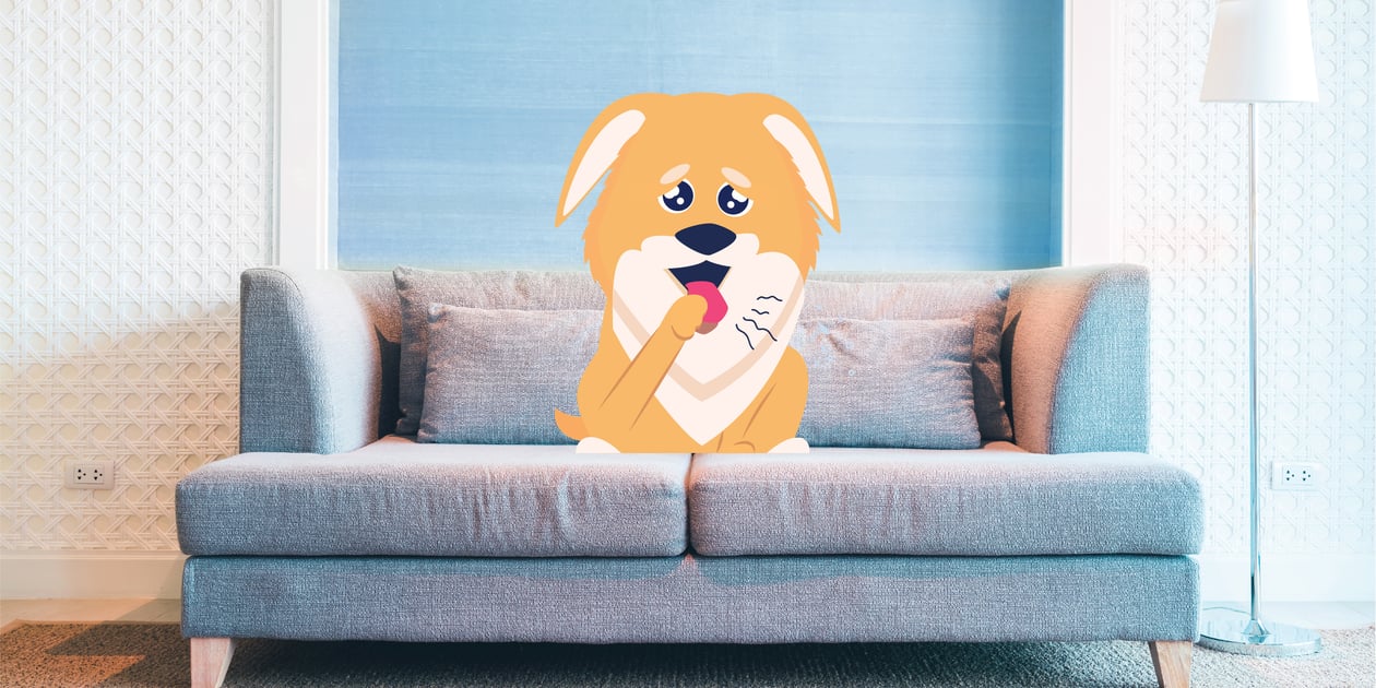 Can Cats Get Kennel Cough? BetterVet