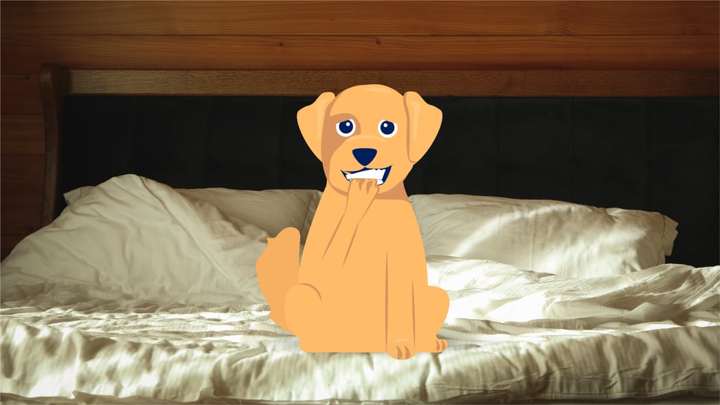 Why Do My Dog's Paws Smell Like Fritos? BetterVet