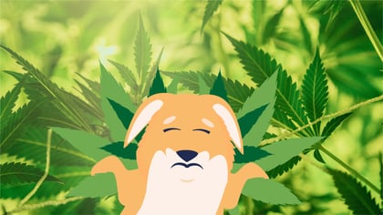 What To Do If Your Dog Ate Marijuana