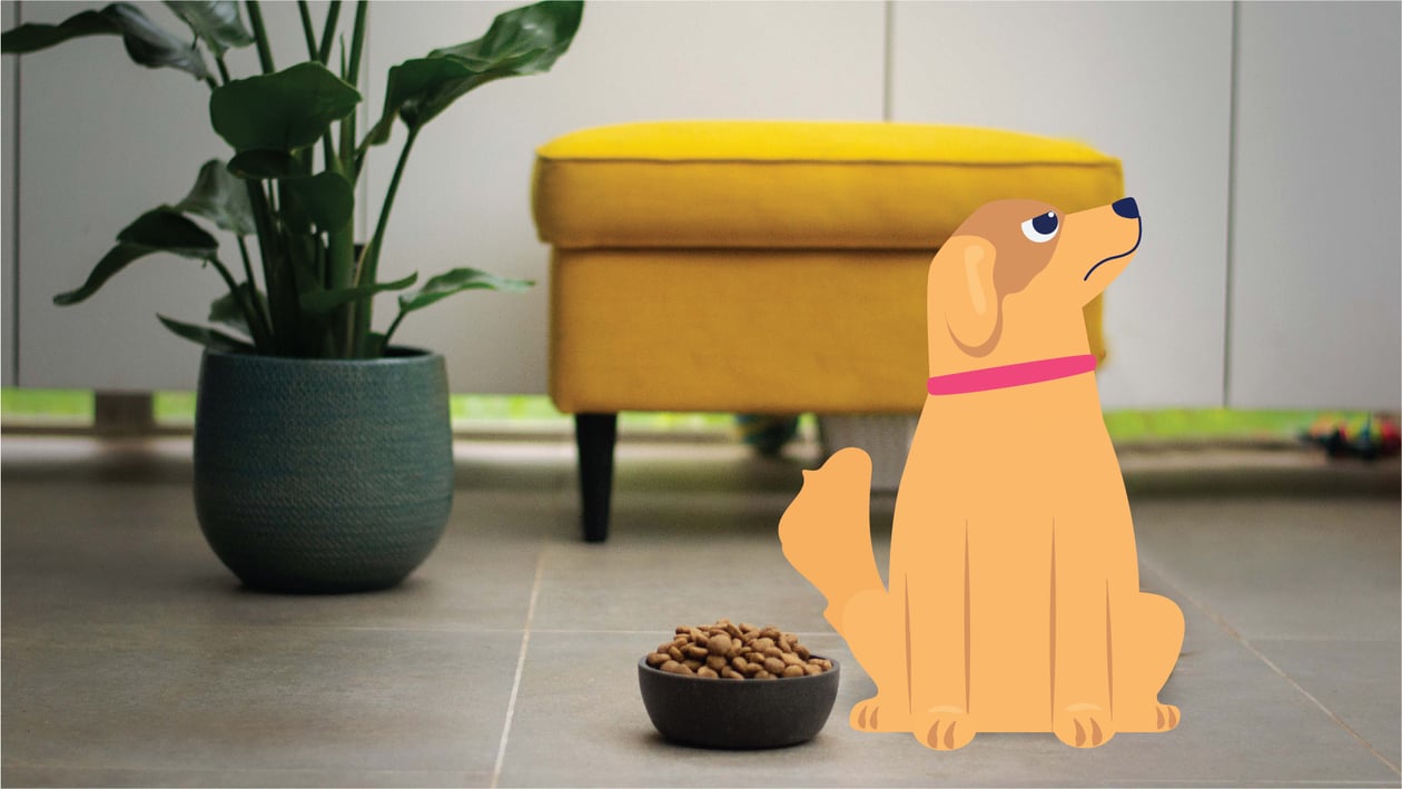 My Dog Ate Marijuana What Should I Do? BetterVet