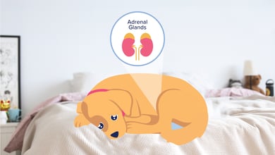 Addison’s Disease in Dogs: Symptoms & Treatment