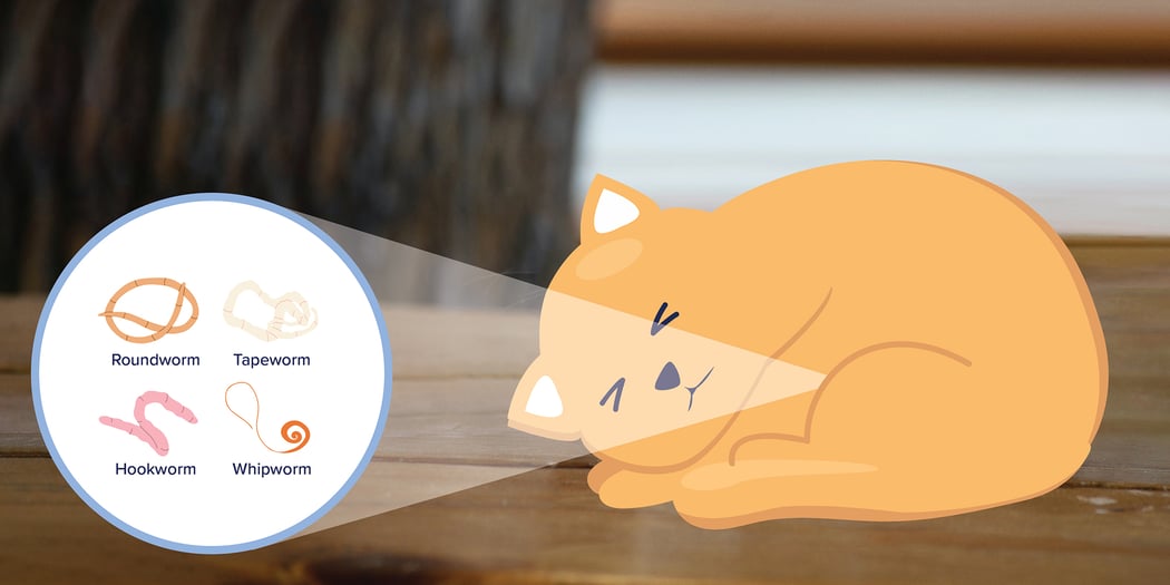 Liver Disease In Cats Causes, Symptoms, & Treatment BetterVet