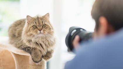 5 Best Pet Photographers in Boston, MA