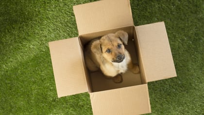 The Best Pet Adoption Centers in Dallas, TX