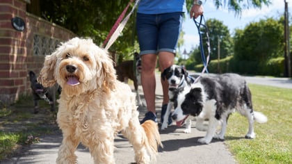 The Top Dog Walkers in Dallas, TX
