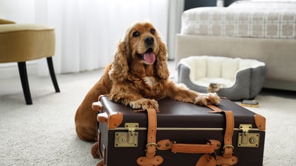 Best Pet-Friendly Hotels in Baltimore, MD