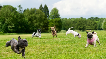 The Top Dog Parks in Baltimore, MD