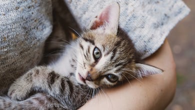 The Best Pet Adoption Centers in Detroit, MI