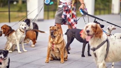 The Top Dog Walkers in Eugene, OR