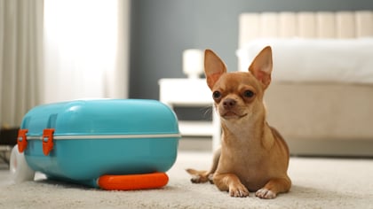 7 Best Pet-Friendly Hotels in Boston, MA