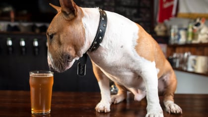 Best Dog-friendly Breweries in Baltimore, MD