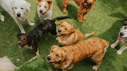 Best Pet Boarding, Sitters, and Doggy Daycares in Boston, MA