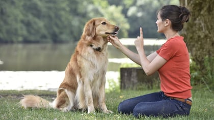 Best Dog Trainers in Boston, MA