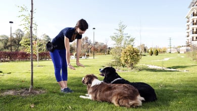 The Best Dog Trainers in Northern New Jersey