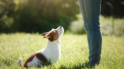 The Best Dog Trainers in Austin, TX