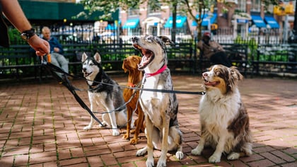 The Top Dog Walkers in Queens, NY