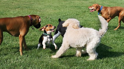 Best Rated Dog Parks in and Around Austin