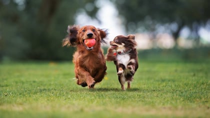 4 Best Indoor and Outdoor Dog Parks in Houston, TX
