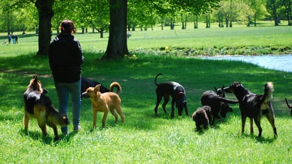 9 Best Pet Sitters & Doggy Daycare in Baltimore, MD