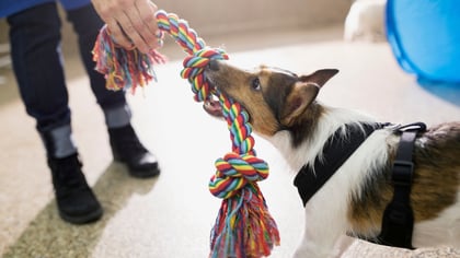 The Top-Rated Doggy Daycare in San Francisco, CA