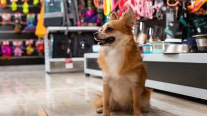 The Best Pet Supply Stores in San Francisco, CA