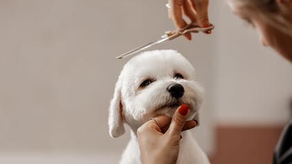 Top Rated Nearby Dog Groomers in Austin, TX