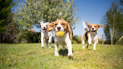7 Best Dog Parks in Boston, MA