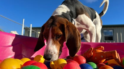 The Top-Rated Doggy Daycare in Southern New Jersey