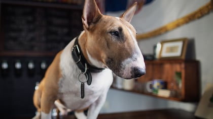The Best Dog-Friendly Bars in Vancouver, WA