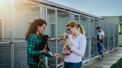 Boston Pet Adoption: Adoption Centers & Animal Shelters