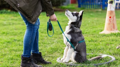 4 Best Dog Trainers in Houston, TX