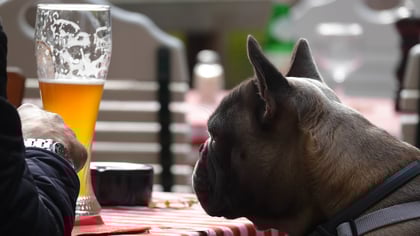 Best Dog-Friendly Breweries in Austin, TX
