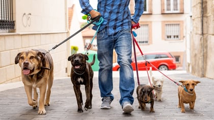5 Best Dog Walkers in Boston, MA