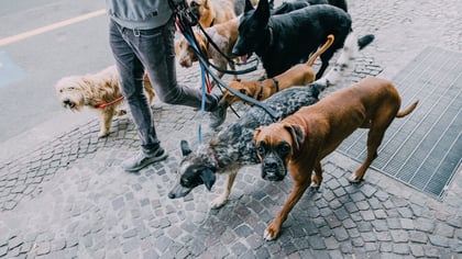 The Top Dog Walkers in Brooklyn, NY