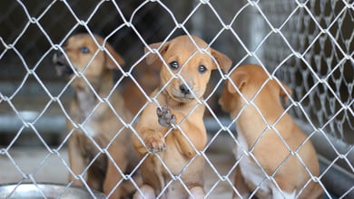 The Best Pet Adoption Centers in Brooklyn, NY