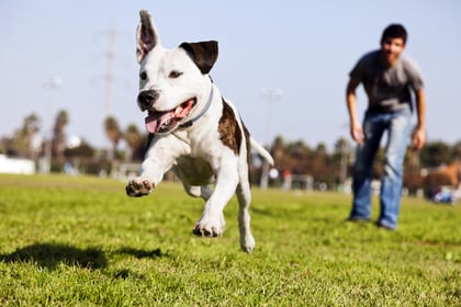 The Top Dog Parks in Chicago, IL