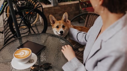 Dog-Friendly Cafes & Coffee Shops in Charlotte, NC