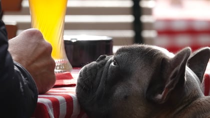 The Best Dog-Friendly Breweries in Queens, NY