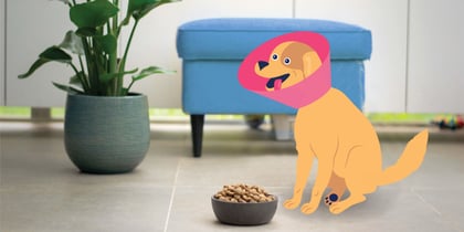 Home Remedies for Ear Infections in Dogs