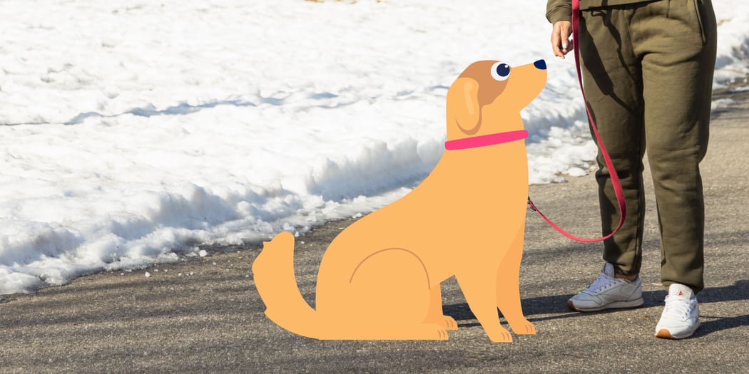 How to Help a Dog Yelping in Pain BetterVet