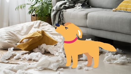 Anxiety in Dogs: Symptoms, Causes & Treatment