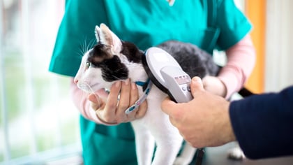 Microchipping Cats: Everything You Need to Know
