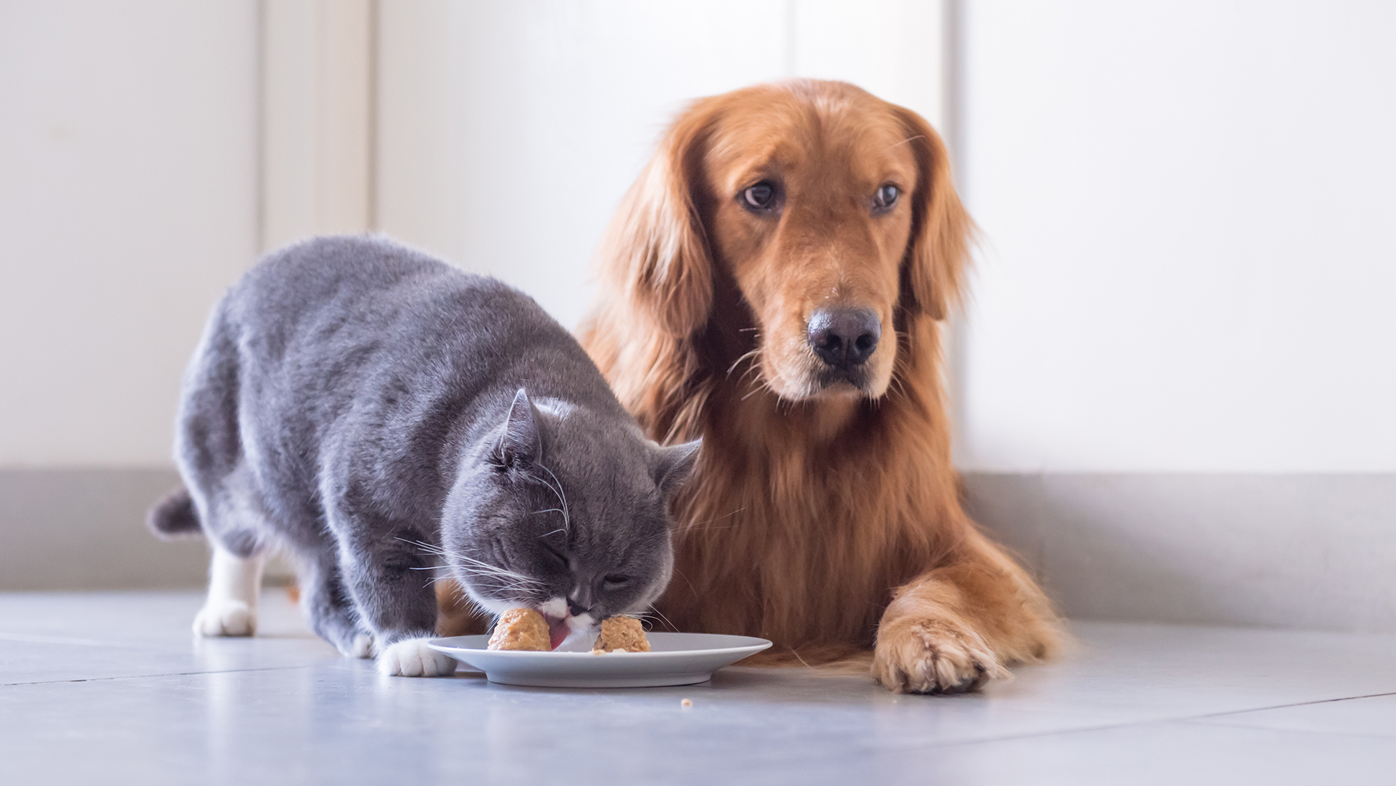 Dog eating cat treats best sale