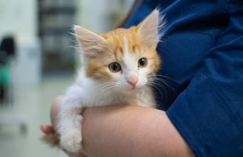 Kitten First Vet Visit: What You Can Expect