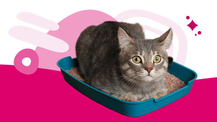 Hyperthyroid cat not using litter box best sale