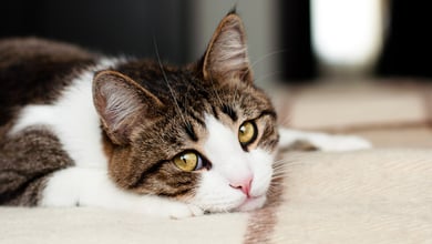 Cat Diarrhea: Causes & Treatment