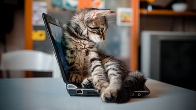 Why Do Cats Sit on Laptops? 4 Common Reasons