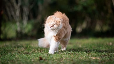 Why Is My Cat Shaking? 9 Common Reasons
