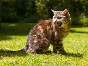 Aggression in Cats: Causes & How to Stop It