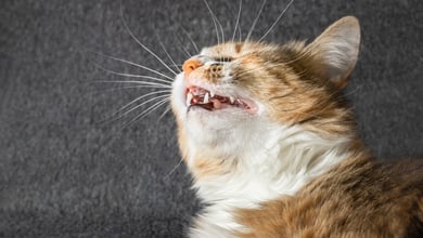 Why is My Cat Sneezing? 8 Typical Reasons